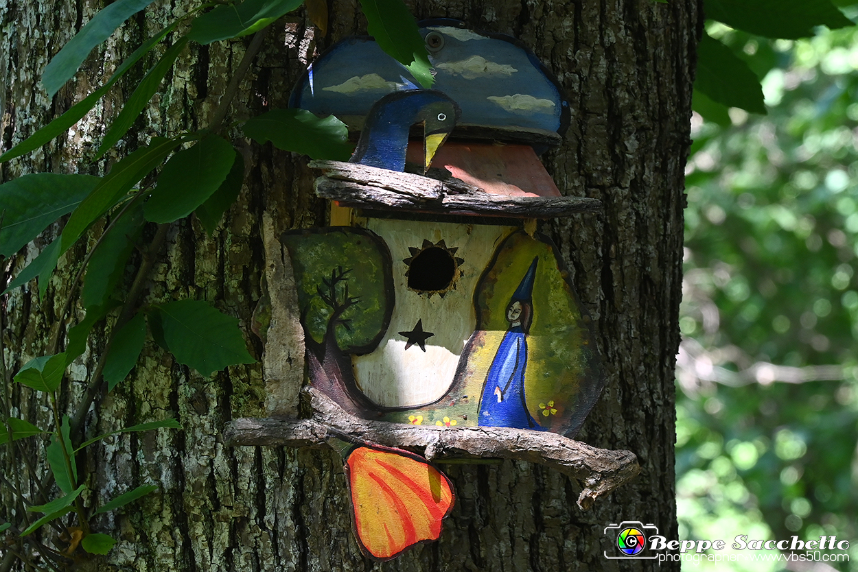 VBS_4824 - Il bosco fatato - Montaldo Roero.jpg